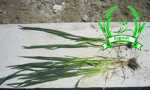 小麦钾肥多了有什么影响,小麦钾肥施多了会倒伏吗