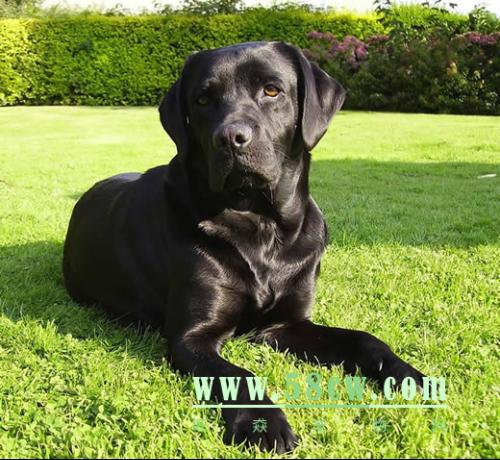 狗狗酷,酷狗狗视频