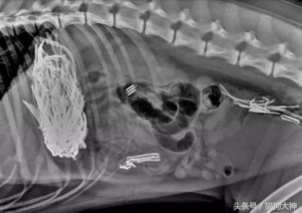 你莫名其妙找不到的东西，可能都在你家狗狗肚子里