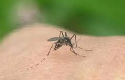 据说大部分的中国人到新加坡之后都有这种“病”！