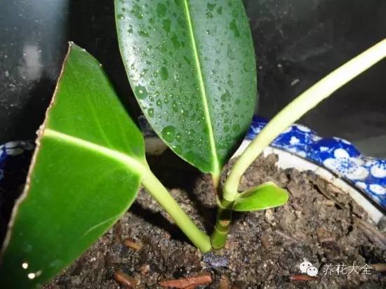 快死的花埋沙里能救活吗,快死的花