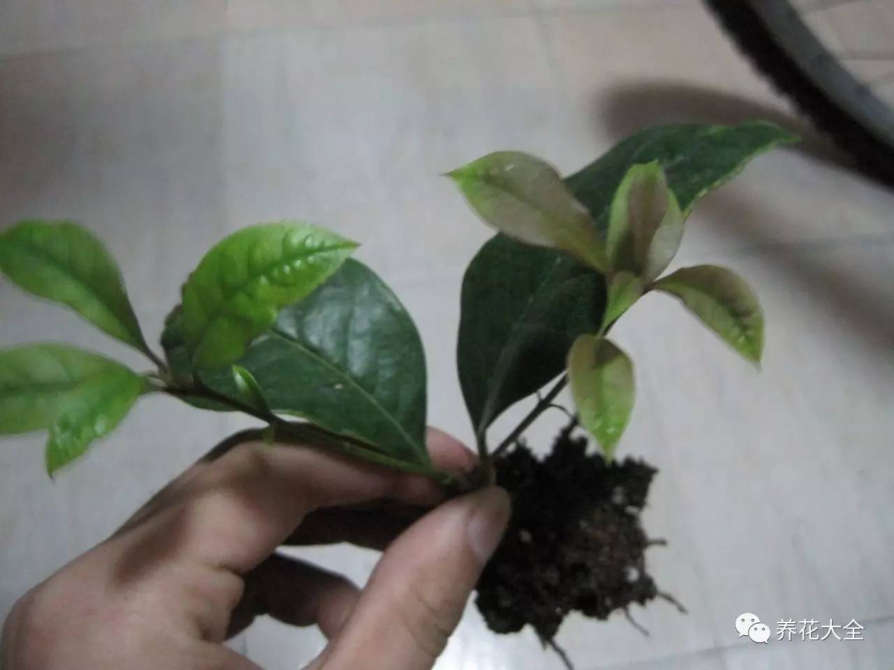 快死的花埋沙里能救活吗,快死的花