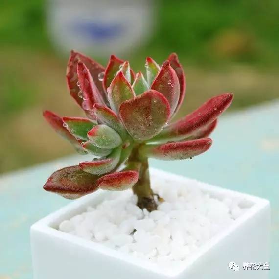 多肉老是长气根怎么办,多肉为什么生气