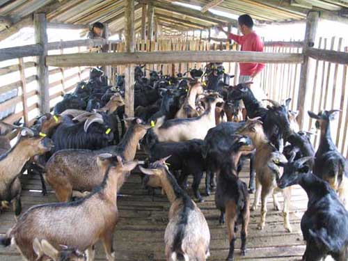 高脚羊养殖技术和关注事项,育成羊的饲养技术管理要点