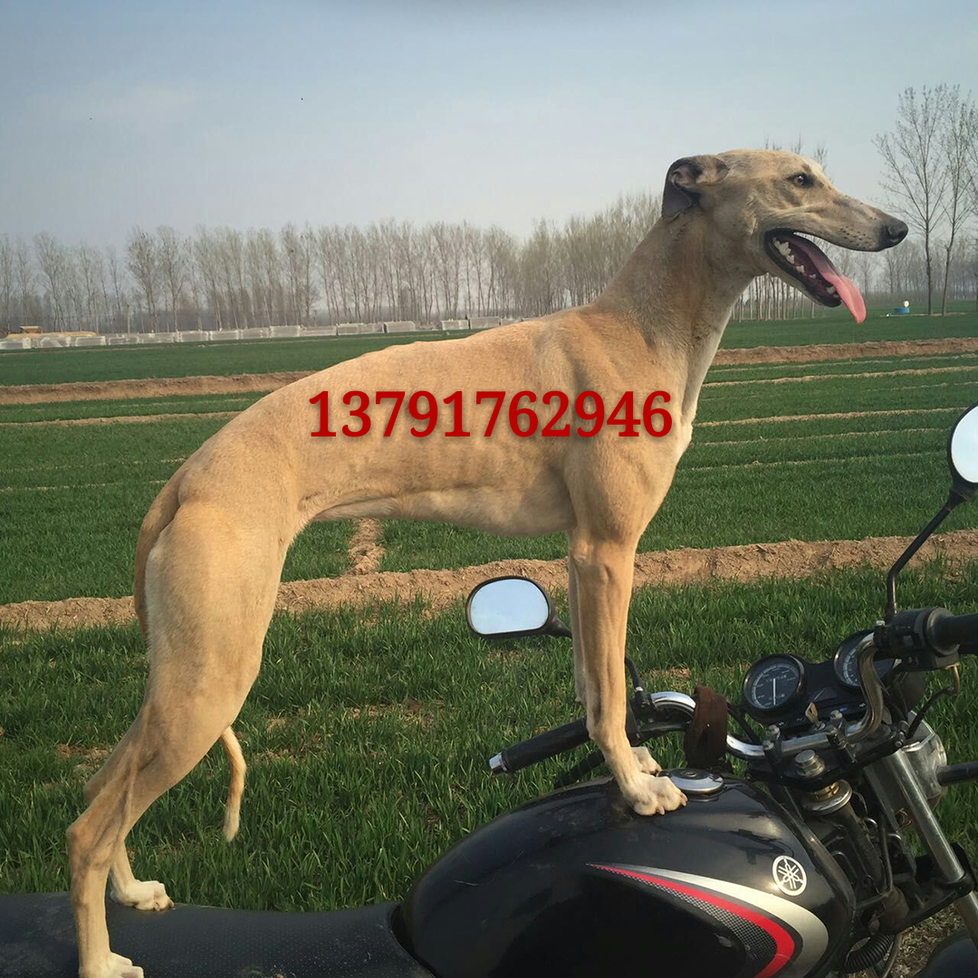 狗狗酷,酷狗狗视频