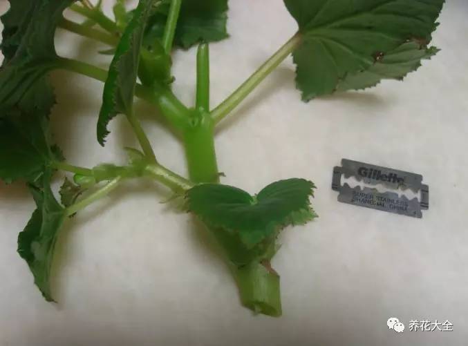 快死的花埋沙里能救活吗,快死的花