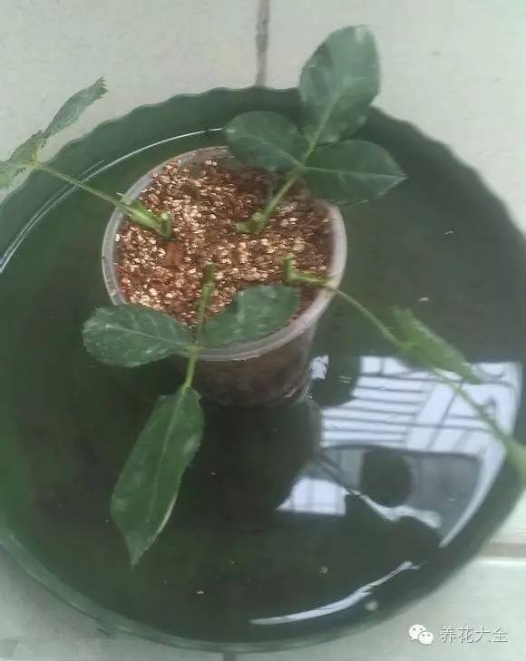 快死的花埋沙里能救活吗,快死的花