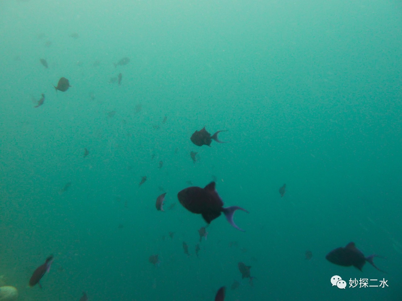 蹇冭摑娓呰繙,myblueheart