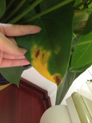 水培红掌为什么不长红叶,水培红掌根变绿怎么办