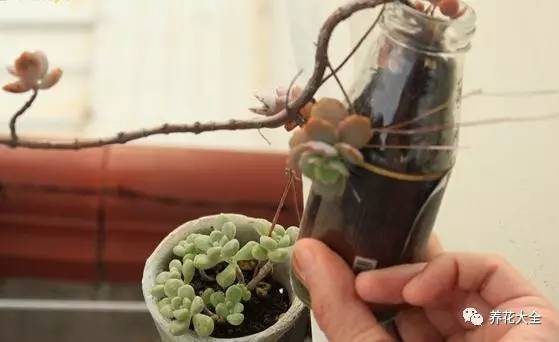 多肉老是长气根怎么办,多肉为什么生气