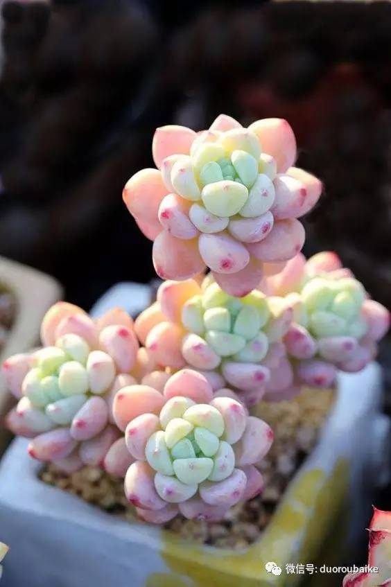 罗琦跟劳尔,罗琦和劳尔最新视频