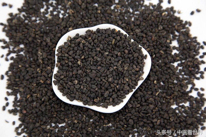 这草向阳处多见，不仅气味芳香，还是固精缩尿、温脾止泻好药！