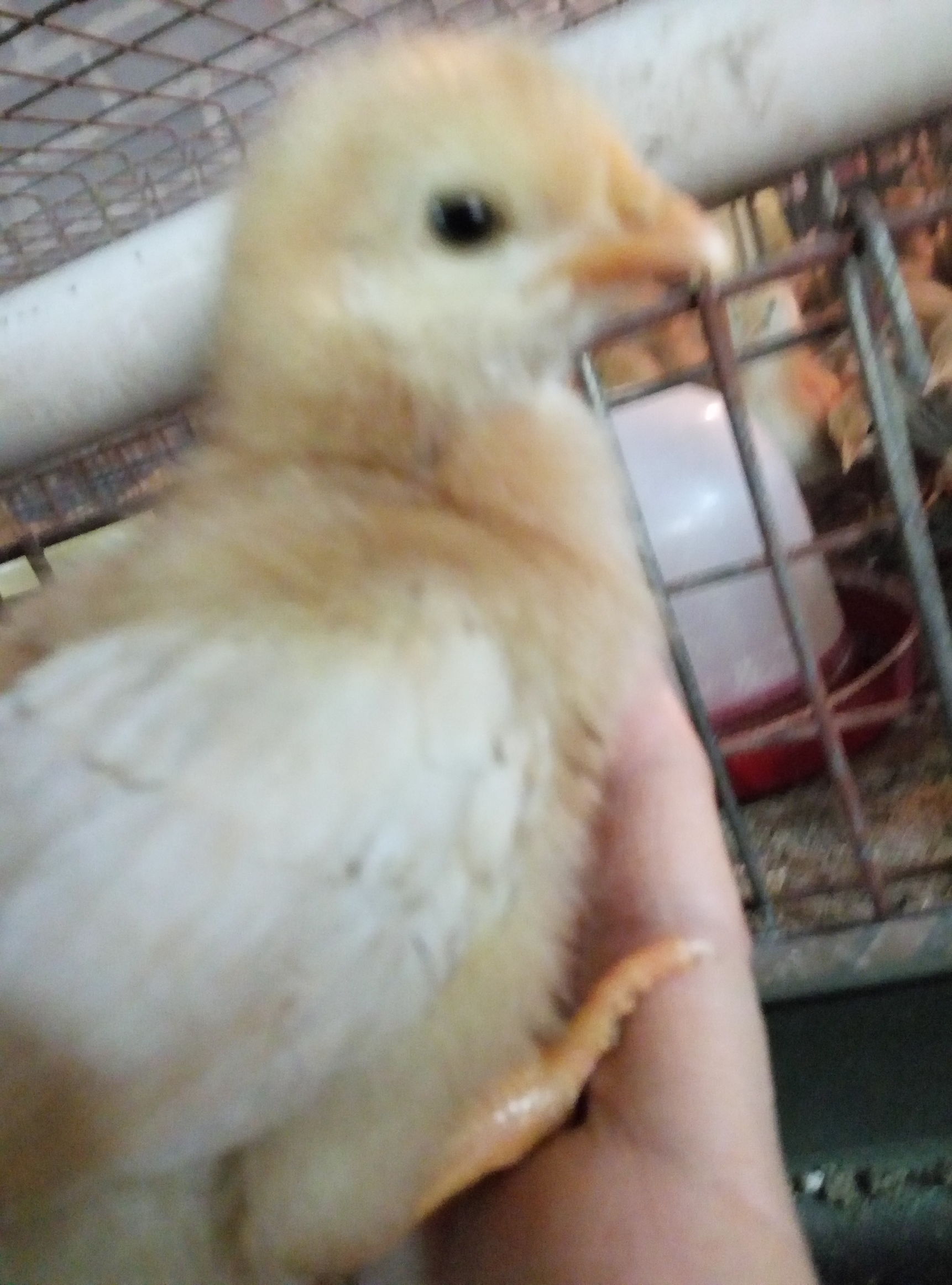 鸡苗做疫苗的顺序,鸡苗打疫苗的正确方法视频