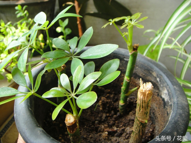 鹅掌柴，扦插繁殖都这么容易爆盆？