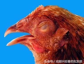 通过鸡的眼睛判断健康状况,鸡弓背翅膀下垂什么病