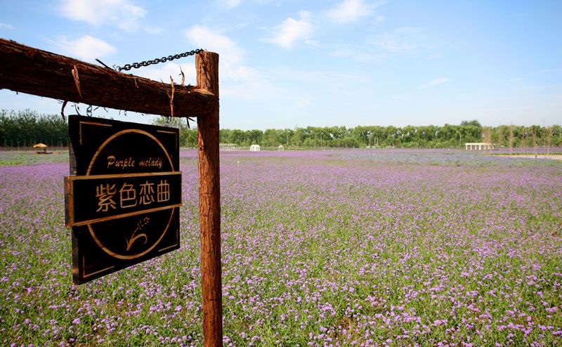 离这里最近的薰衣草庄园,中国最浪漫的地方薰衣草