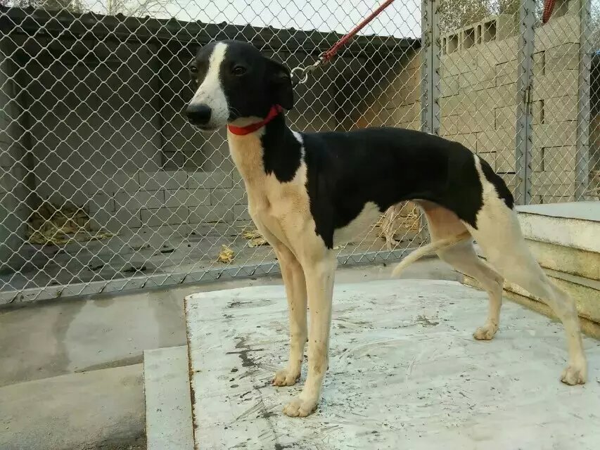 格力犬视频素材稀有,分享一张格力犬的照片