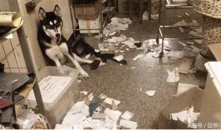 月收入多少你才能够养好一只哈士奇？