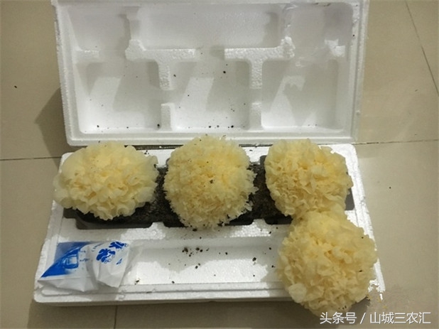 银耳，自己在家中也能培育，轻轻松松吃到健康美味