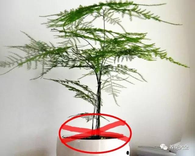 雪水、食盐、白糖、维生素，能让花枝繁叶茂，你信不信？