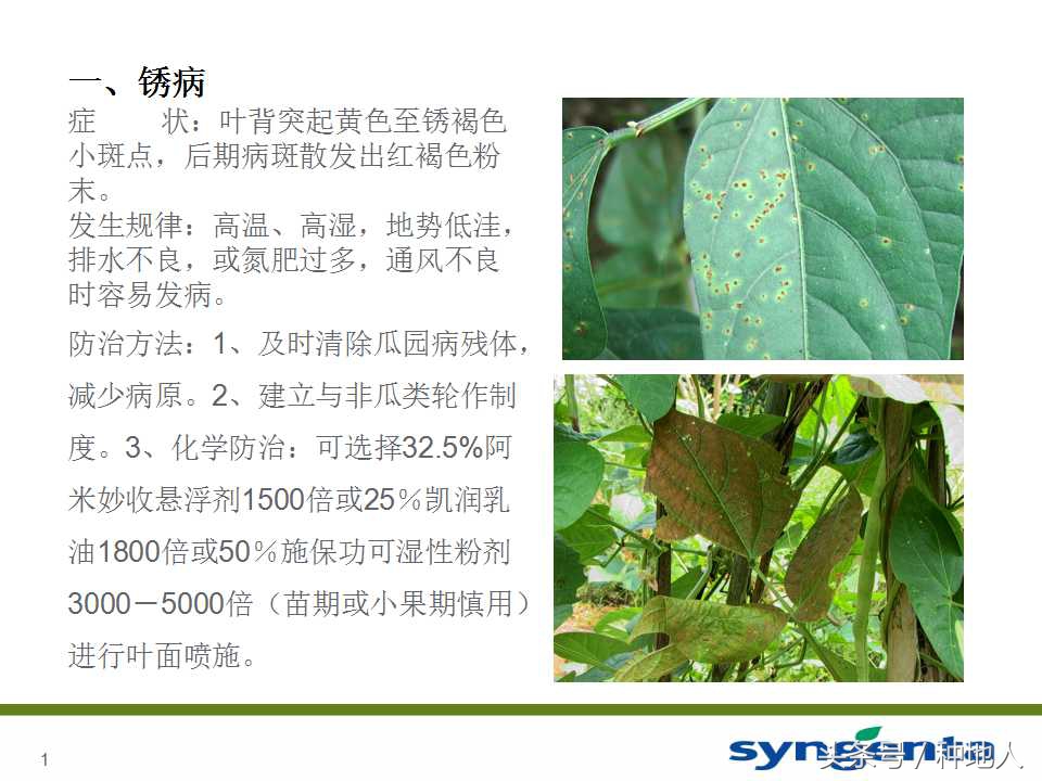 豆角种植防病方法,长豆角病虫害防治用什么农药