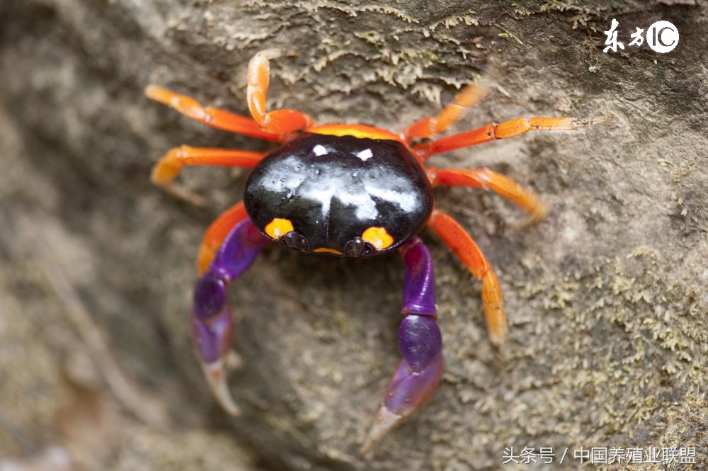 特种养殖业养什么最好,特种养殖要关注哪些问题