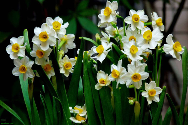 水仙花怎么养才开花,水仙花不生根了怎么办
