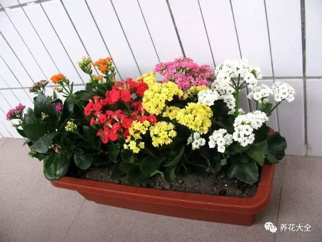 发财树的土养不活绿萝,养了几年的绿萝为什么没有根