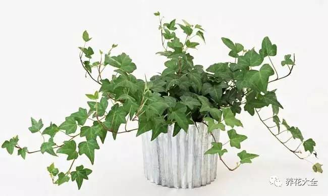 发财树的土养不活绿萝,养了几年的绿萝为什么没有根