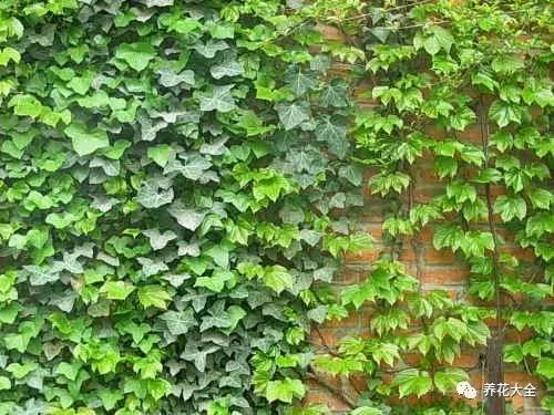 发财树的土养不活绿萝,养了几年的绿萝为什么没有根