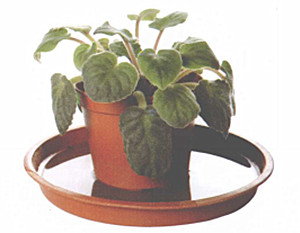 养花长时间没人浇水怎么办,盆栽没浇水枯萎了怎么办