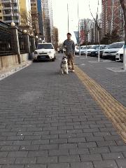 狗狗一牵引就不动怎么办,狗狗一撒手就叫不回来怎么办