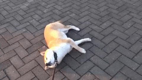 狗狗一牵引就不动怎么办,狗狗一撒手就叫不回来怎么办