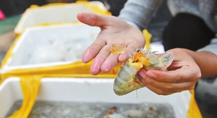 如何辨别明胶虾,明胶虾怎么样