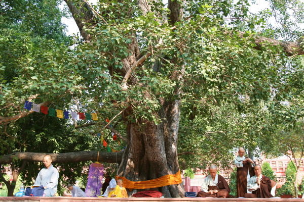 金刚为啥越玩裂缝越多,金刚总是开裂