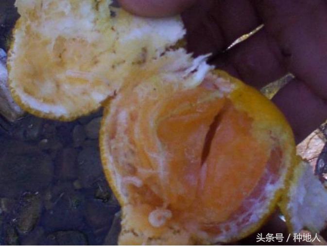 柑橘大实蝇虫害造成的原因,柑橘大实蝇发生规律