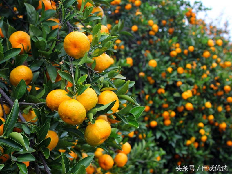 江西南丰蜜桔直发,今年南丰蜜桔价格走向