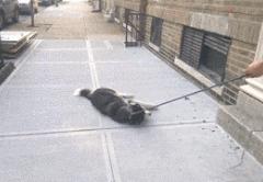 狗狗一牵引就不动怎么办,狗狗一撒手就叫不回来怎么办