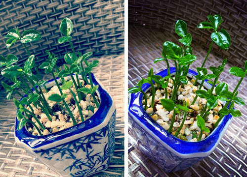 柚子的籽做成小盆栽的步骤,如何把吃剩下的柚子籽来种柚子