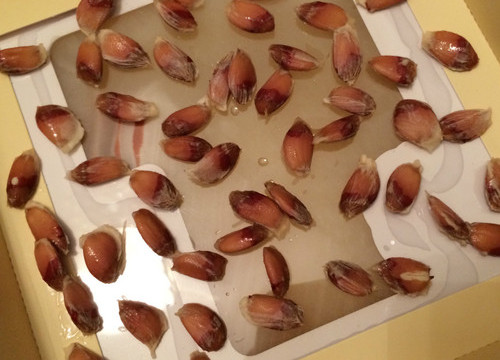 柚子的籽做成小盆栽的步骤,如何把吃剩下的柚子籽来种柚子