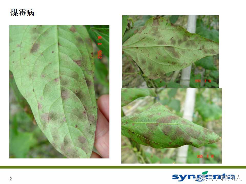 豆角种植防病方法,长豆角病虫害防治用什么农药