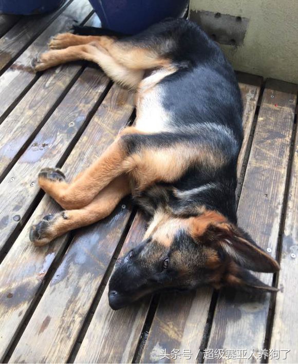 德牧常识大全,聊聊德牧保护肠道