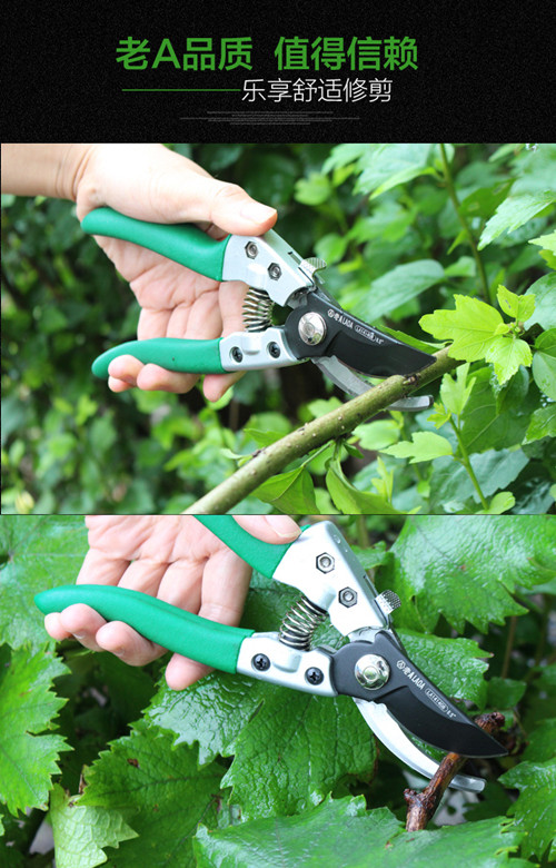 鍥灄鍓灊鍓垁,鍥灄缁垮寲鍓垁