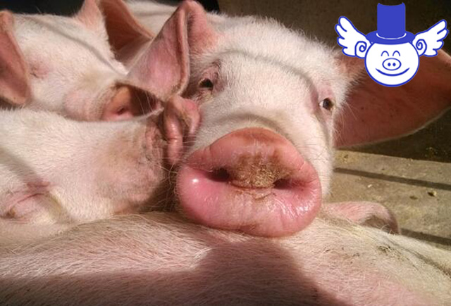 猪流感最佳预防方法,猪流感最好的偏方