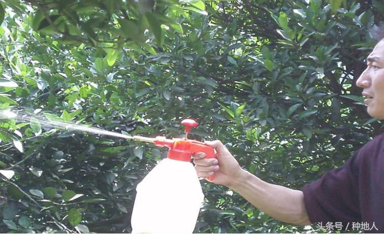 柑橘大实蝇虫害造成的原因,柑橘大实蝇发生规律