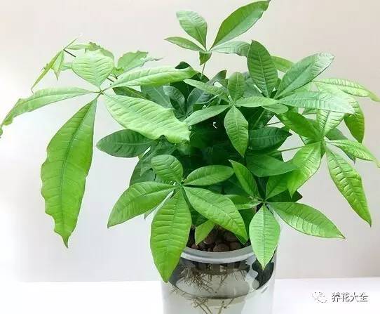 发财树的土养不活绿萝,养了几年的绿萝为什么没有根