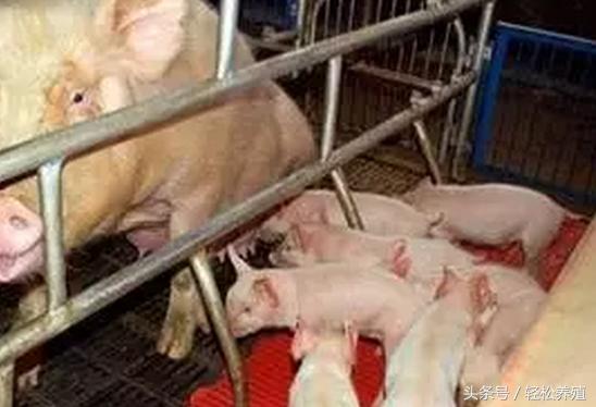 今天，我为母猪而来（中篇）