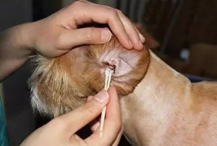 狗狗不停的摇头晃脑打喷嚏,狗狗摇头晃脑走路不稳怎么回事