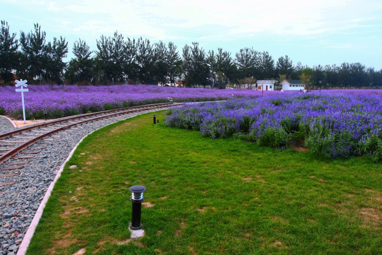 离这里最近的薰衣草庄园,中国最浪漫的地方薰衣草