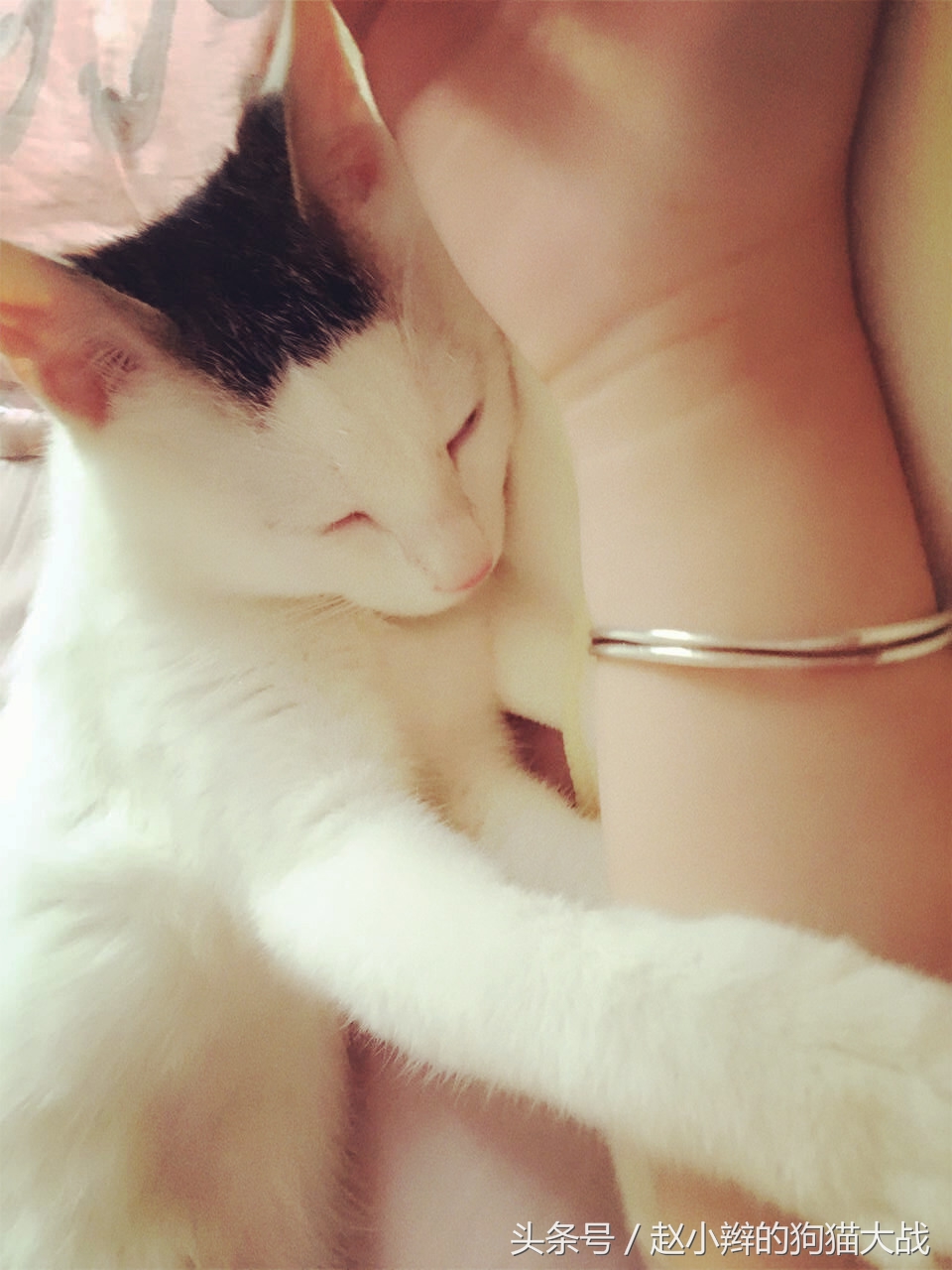 喵星人和主人睡一起,喵星人有多种情绪